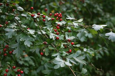 Crataegus monogyna